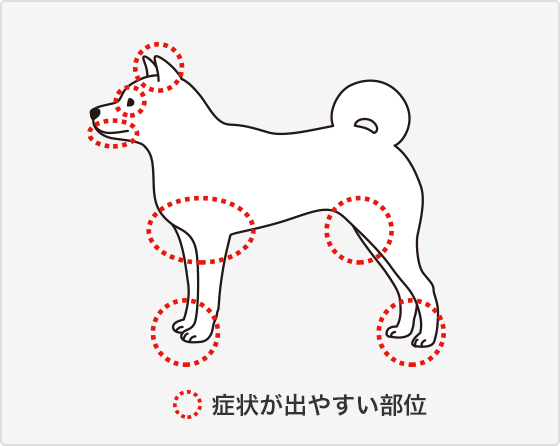 犬アトピー性皮膚炎とは ゼノアック